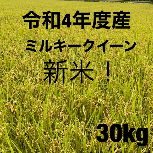 新米！4年度栃木県産　産地直送安心米　玄米　ミルキークイーン　30キロ　4392円引き　白米　肌触りがいい