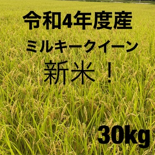 新米！4年度栃木県産 ミルキークイーン 30キロ 玄米 白米 産地直送安心米(米/穀物)