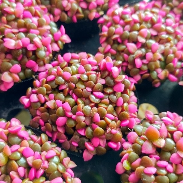 【ポットごと】桜吹雪 多肉植物 アナカンプセロス 紅葉 プレステラ プラ鉢 ハンドメイドのフラワー/ガーデン(その他)の商品写真