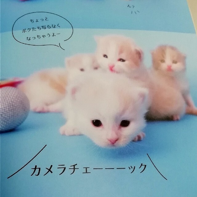 宝島社(タカラジマシャ)のねこもふ。すぺしゃる ふわふわでぷにぷに！生まれたてのチブもふがいーっぱ エンタメ/ホビーの本(住まい/暮らし/子育て)の商品写真