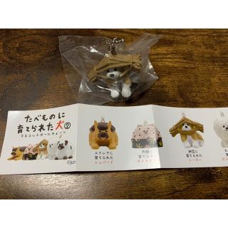 たべものに育てられた犬 納豆 シーズー(その他)