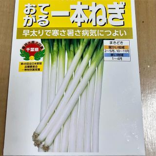 一本ねぎ　種　早太りで寒さに暑さ病気につよい  30粒　サカタのタネ(野菜)