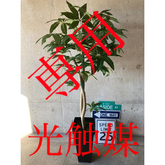 光触媒 人工観葉植物 ウォールグリーン フェイク アレンジ パキラ123