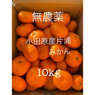 小田原産片浦みかん　青島　無農薬　10kg(フルーツ)