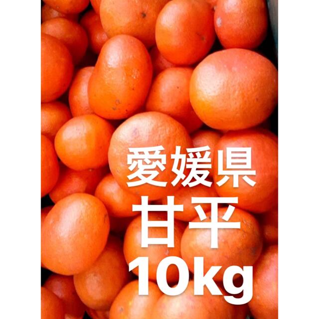 食品/飲料/酒愛媛県産　甘平　柑橘　みかん　10kg