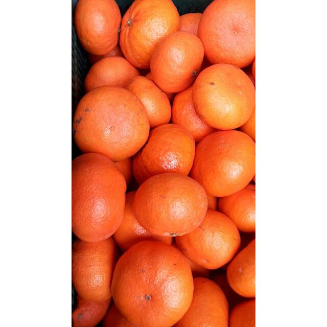 甘平 愛媛県産 10kg 果物 | indiamigrationnow.org