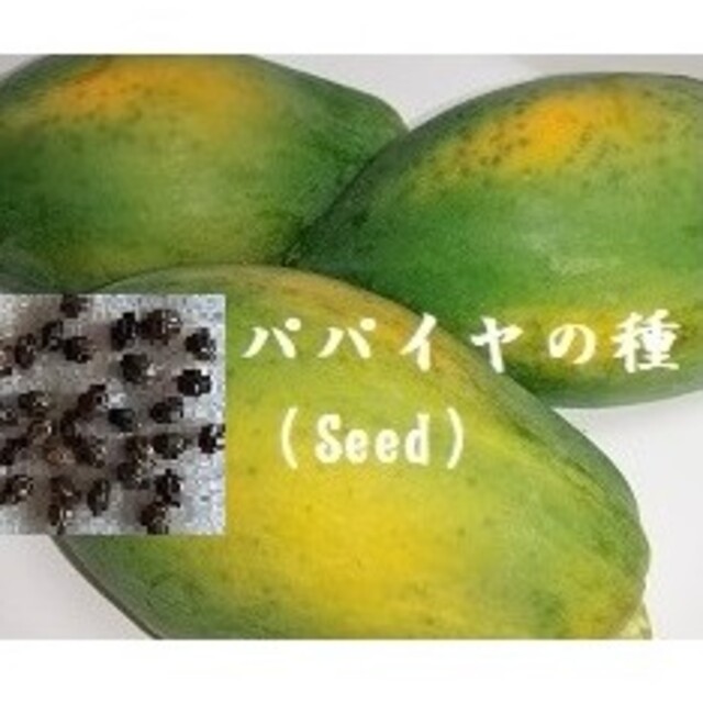 RH0207 パパイヤの種30粒 Seed タネ 果物のたね　青パパイヤ　たね 食品/飲料/酒の食品(フルーツ)の商品写真