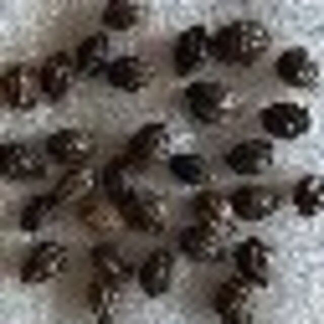 RH0207 パパイヤの種30粒 Seed タネ 果物のたね　青パパイヤ　たね 食品/飲料/酒の食品(フルーツ)の商品写真