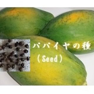 RH0207 パパイヤの種30粒 Seed タネ 果物のたね　青パパイヤ　たね(フルーツ)