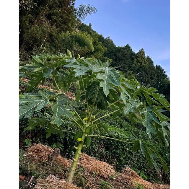 大切な方に寄り添うお茶を作りました　　　　　　　　産地直送　ハーブ茶　1袋 食品/飲料/酒の飲料(茶)の商品写真