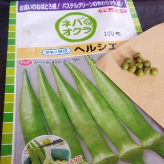 ひまじゅん様専用　野菜の種 オクラ種 ヘルシエ  ネバオクラ　15粒(野菜)