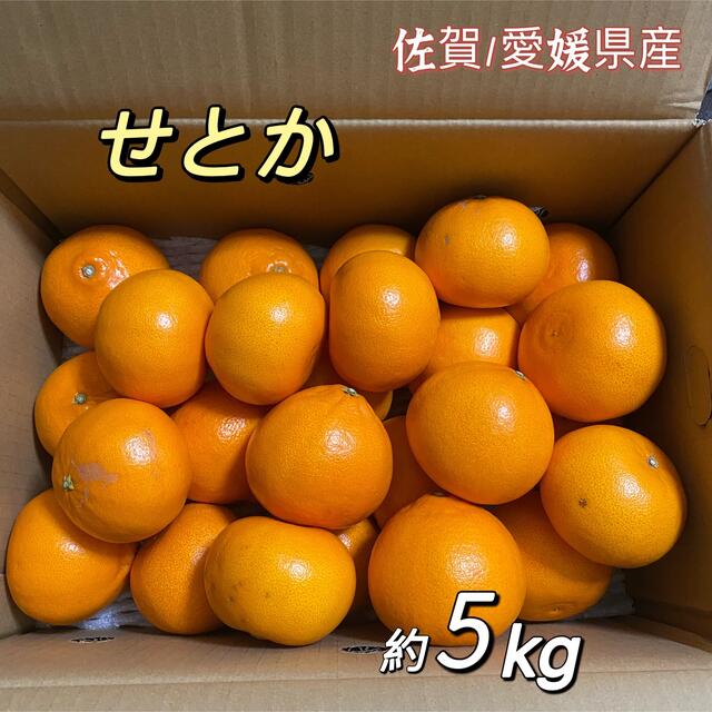 せとか　箱含む5kg  佐賀/愛媛産　大きさおまかせ　柑橘　みかん