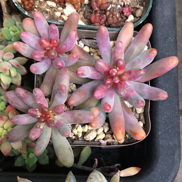 リアル 多肉植物^o^ 大きめ❣️恋心 その他 - diariodelnorte.net リアル 多肉植物^o^ 大きめ❣️恋心 その他 - diariodelnorte.net