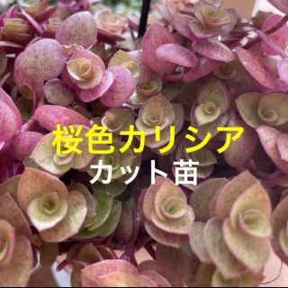 多肉植物　桜色カリシア　20本カット苗　初心者向け(その他)