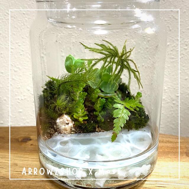 【moss03】苔テラリウム 苔アート テラリウム 苔と海　海岸　レジンアート