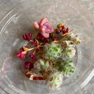 多肉植物◎レア種入りカット苗(その他)