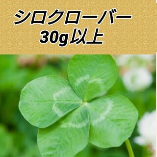 ホワイトクローバー種子 たっぷり30g(その他)