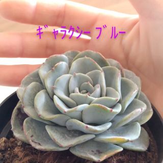 ギャラクシーブルー 苗 手のひらサイズ エケベリア 多肉植物(その他)