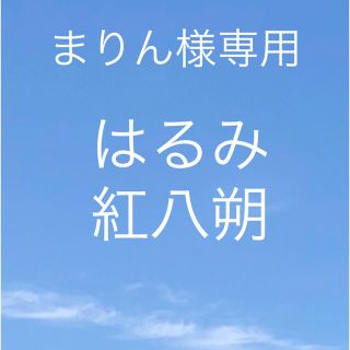 広島県産　はるみ　みかん　紅八朔　専用品(フルーツ)