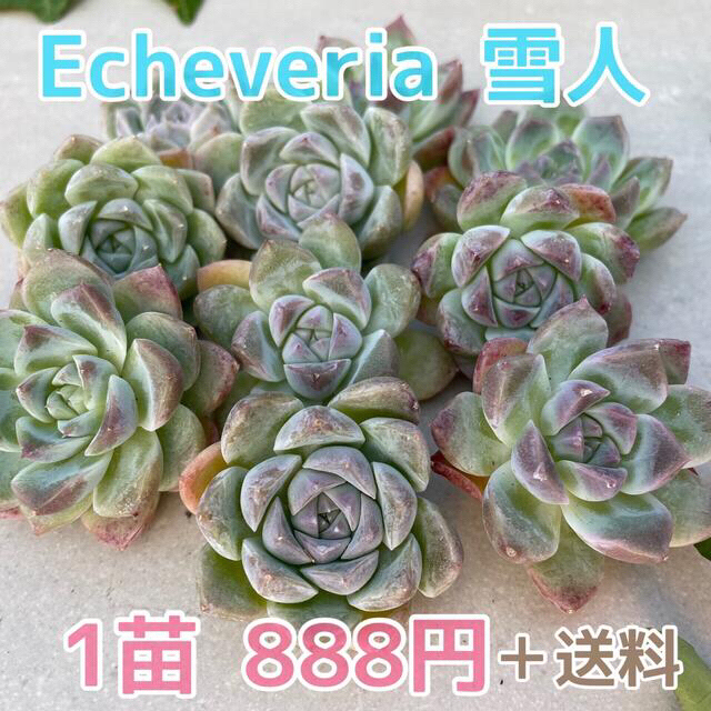 もぐもぐ様専用 多肉植物 www.altatec-net.com