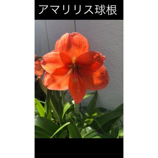 アマリリスの球根cー2(その他)