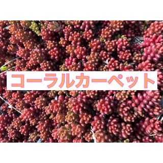 赤く紅葉する多肉植物　セダム　コーラルカーペット70本 即購入歓迎(その他)