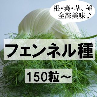 フローレンスフェンネル　種　ハーブ　固定種　送料無料　野菜(その他)