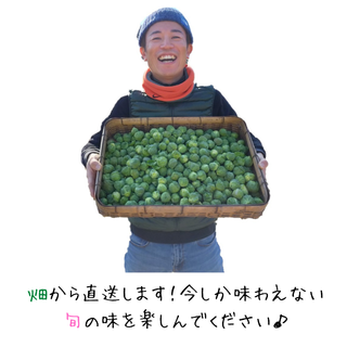 旬！今だけの限定品！【芽キャベツ】1㎏　見た目かわいいパワーフード【送料込み】(野菜)