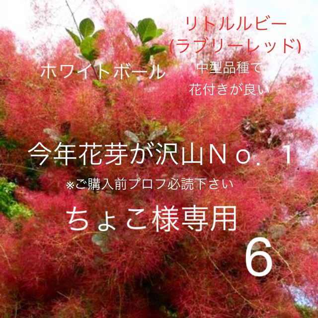 6. おまとめ ホワイトボール リトルルビー スモークツリー 苗 苗木 雌株 ハンドメイドのフラワー/ガーデン(プランター)の商品写真