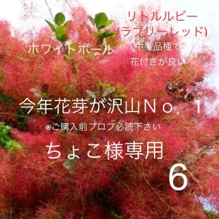 6. おまとめ ホワイトボール リトルルビー スモークツリー 苗 苗木 雌株(プランター)