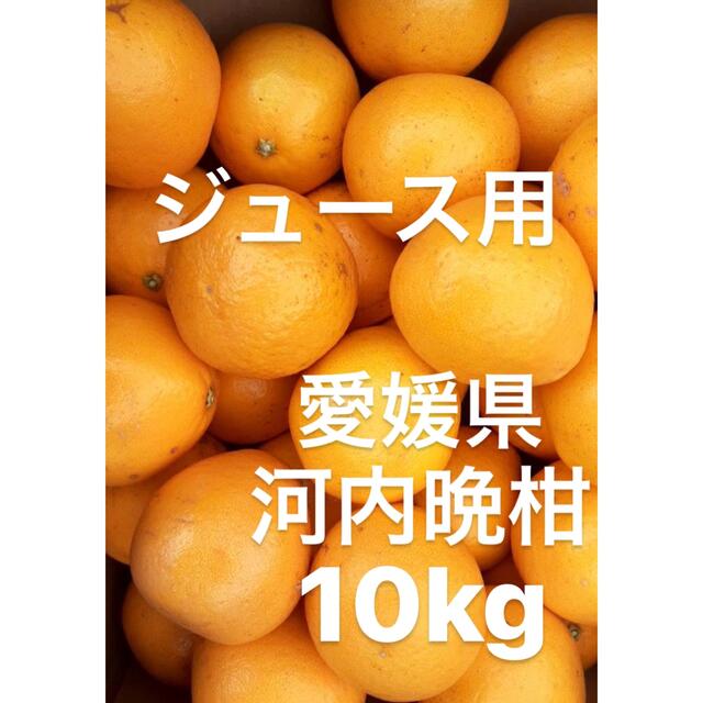 愛媛県産　河内晩柑　宇和ゴールド　柑橘　　10kg 食品/飲料/酒の食品(フルーツ)の商品写真