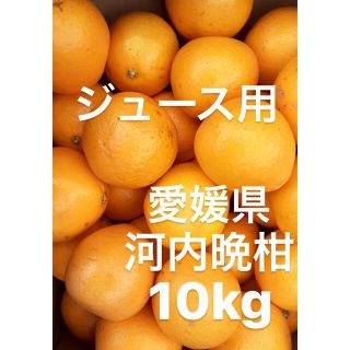 愛媛県産　河内晩柑　宇和ゴールド　柑橘　　10kg(フルーツ)