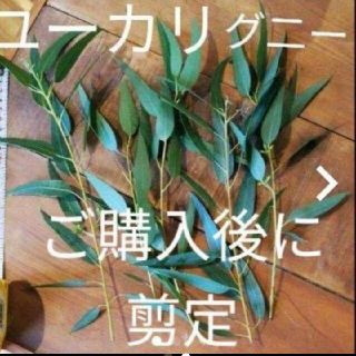 挿し穂にも★ユーカリグ二ー フレッシュな枝 2本セット 無農薬(ドライフラワー)