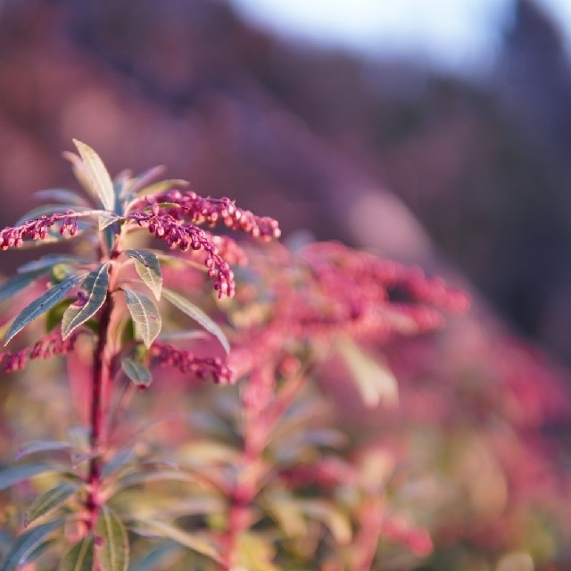 手軽にボケを！SIGMA 30mm F1.4 DC DN　ソニーEマウント 7