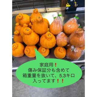 本場産地直送！ハウス栽培！デコポン、大小様々、5キロ！18玉〜25玉！ご家庭用！(フルーツ)