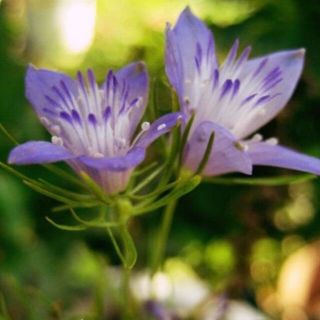 秋・春蒔き　希少なニゲラ・ブルースター　種⋆20粒　星型の可愛いお花です ❤︎(その他)