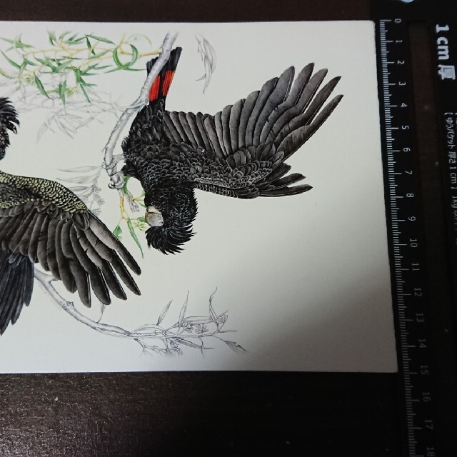 鳥の便箋 ハンドメイドの文具/ステーショナリー(カード/レター/ラッピング)の商品写真