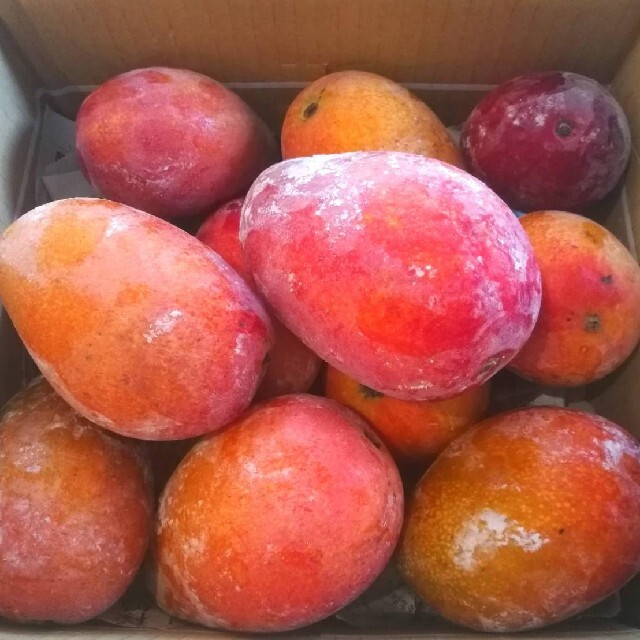沖縄県産☆冷凍マンゴー【5kg】　フルーツ