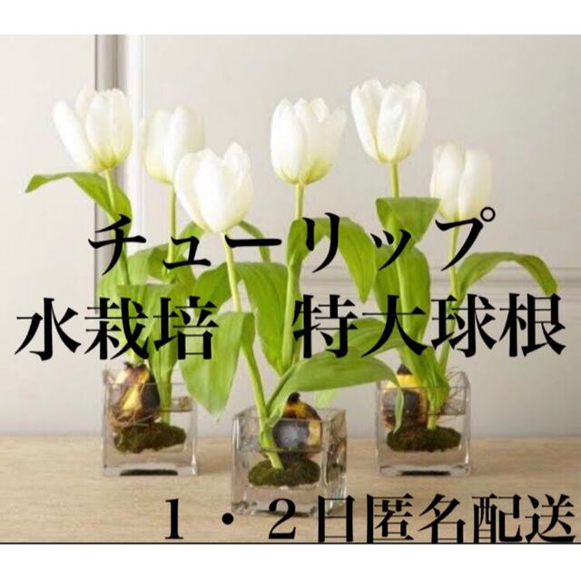 水栽培　チューリップ　3個　春　植物　入学式　可愛い　まとめ売り　匿名配送 ハンドメイドのフラワー/ガーデン(ドライフラワー)の商品写真