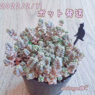 ポットごと発送  パープルヘイズ♥ダシフィルム 多肉植物  即購入OK  根付き(その他)