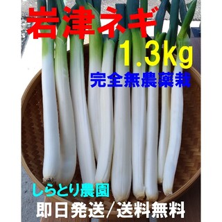 岩津ネギ 1.3kg 完全無農薬栽培 白ネギ 太ネギ 1本ネギ 葱(野菜)