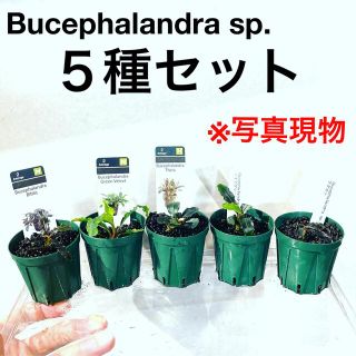 ◆ブセファランドラSP.５種セット（良株） #ブセさかな屋 水草　クダカン