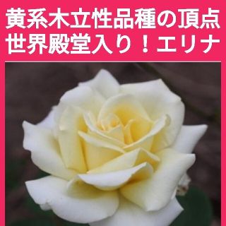 すたあちぇりぃ様専用ページ　薔薇挿し穂　2品種計8本(その他)