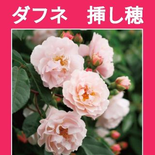 ダフネ　薔薇バラ挿し穂(その他)