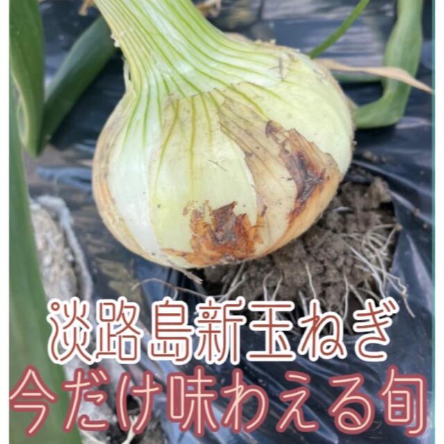 淡路島超極早生玉ねぎ🧅 食品/飲料/酒の食品(野菜)の商品写真