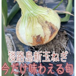 淡路島超極早生玉ねぎ🧅(野菜)