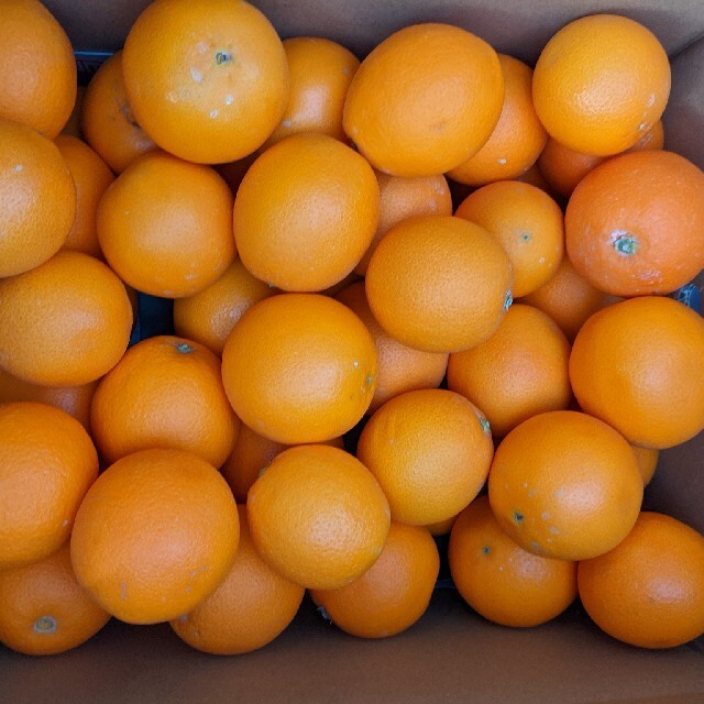 オレンジ１０キロ 食品/飲料/酒の食品(フルーツ)の商品写真