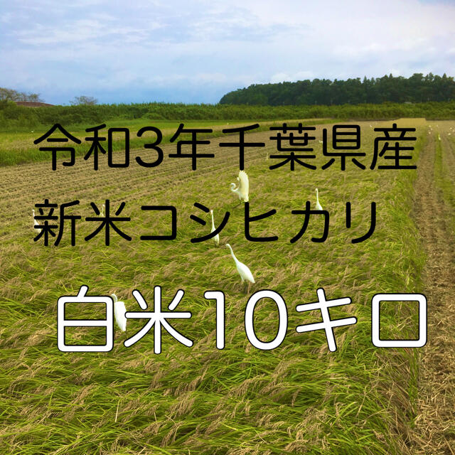 令和3年新米コシヒカリ白米10キロ 食品/飲料/酒の食品(米/穀物)の商品写真