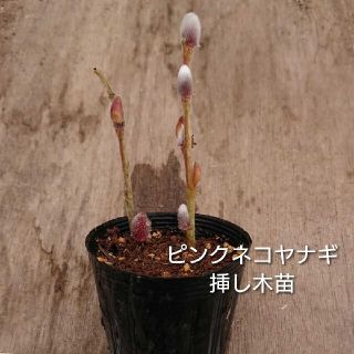 苗木【ピンクネコヤナギ 2本】(その他)