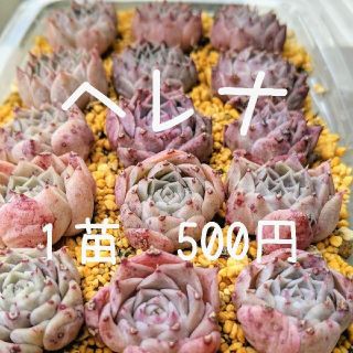 ヘレナ　韓国苗　多肉植物(その他)